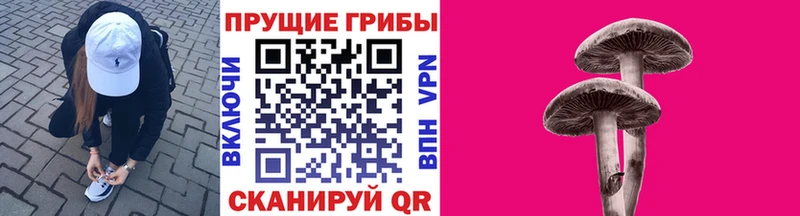 Галлюциногенные грибы Psilocybine cubensis  Новоржев 